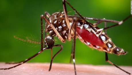 mosco dengue